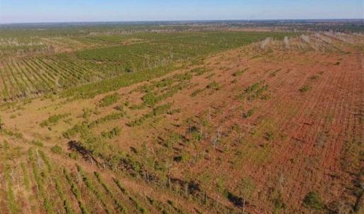 Photo of UNDER CONTRACT!!  100 Acres of Farmland, Timberland, and Hunting Land For Sale in Jones County NC!