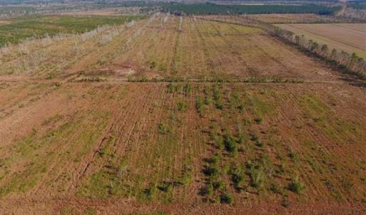 Photo of UNDER CONTRACT!!  106.3 Acres of Farmland, Timberland, and Hunting Land For Sale in Jones County NC!
