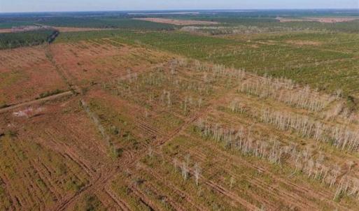Photo of UNDER CONTRACT!!  106.3 Acres of Farmland, Timberland, and Hunting Land For Sale in Jones County NC!