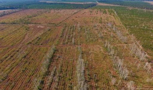 Photo of UNDER CONTRACT!!  106.3 Acres of Farmland, Timberland, and Hunting Land For Sale in Jones County NC!