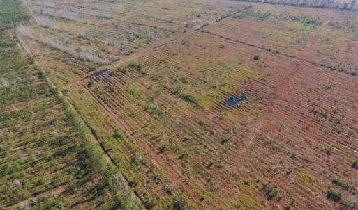 Photo of UNDER CONTRACT!!  106.3 Acres of Farmland, Timberland, and Hunting Land For Sale in Jones County NC!