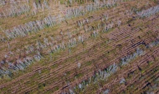 Photo of UNDER CONTRACT!!  106.3 Acres of Farmland, Timberland, and Hunting Land For Sale in Jones County NC!