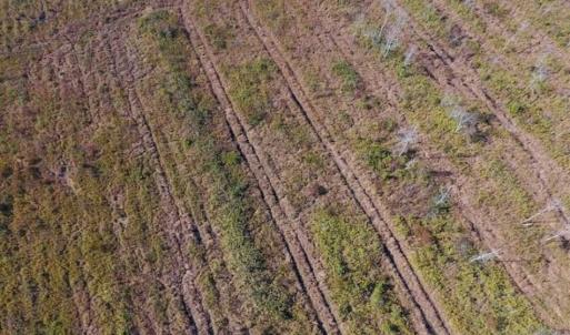 Photo of UNDER CONTRACT!!  100 Acres of Farmland, Timberland, and Hunting Land For Sale in Jones County NC!
