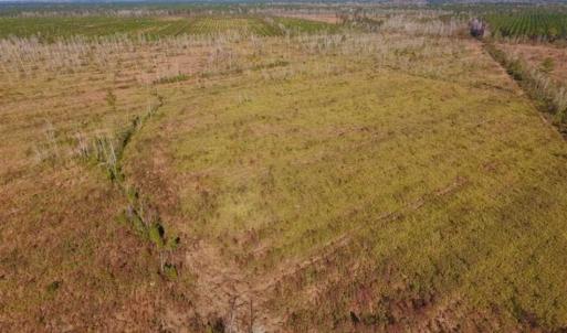 Photo of UNDER CONTRACT!!  100 Acres of Farmland, Timberland, and Hunting Land For Sale in Jones County NC!