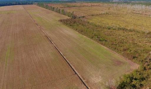 Photo of UNDER CONTRACT!!  100 Acres of Farmland, Timberland, and Hunting Land For Sale in Jones County NC!