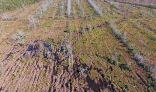 Photo of UNDER CONTRACT!!  100 Acres of Farmland, Timberland, and Hunting Land For Sale in Jones County NC!