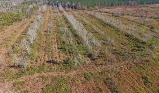 Photo of UNDER CONTRACT!!  100 Acres of Farmland, Timberland, and Hunting Land For Sale in Jones County NC!