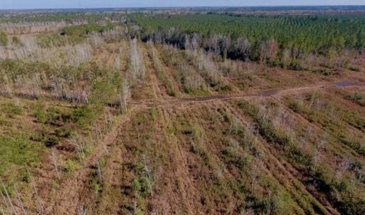 Photo of UNDER CONTRACT!!  100 Acres of Farmland, Timberland, and Hunting Land For Sale in Jones County NC!