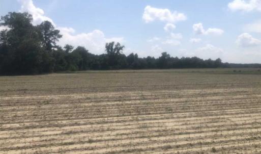 Photo of SOLD!!  94 Acres of Farm and Hunting Land For Sale in Robeson County NC!
