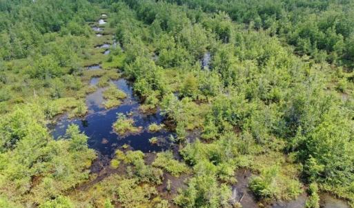 Photo of SOLD!!  125 Acres of Duck Hunting Land and Cabin Site For Sale in Robeson County NC!