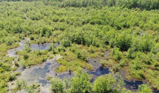 Photo of SOLD!!  125 Acres of Duck Hunting Land and Cabin Site For Sale in Robeson County NC!