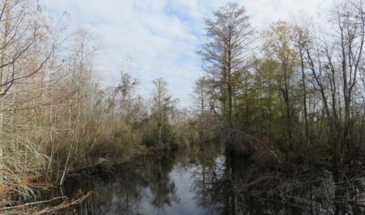 Photo of UNDER CONTRACT!!  50 Acres of Hunting Land For Sale in Robeson County NC!