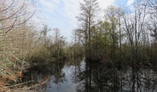 Photo of UNDER CONTRACT!!  50 Acres of Hunting Land For Sale in Robeson County NC!