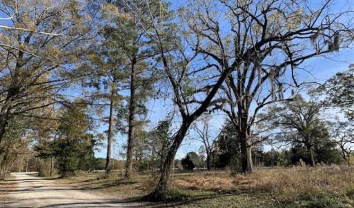 Photo of 36.4 Acres of River Front Hunting and Timber Land For Sale in Craven County NC!