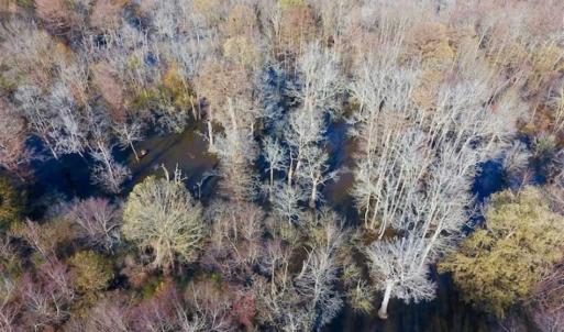 Photo of 36.4 Acres of River Front Hunting and Timber Land For Sale in Craven County NC!
