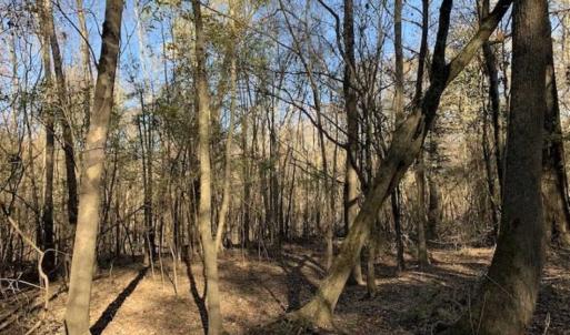 Photo of 36.4 Acres of River Front Hunting and Timber Land For Sale in Craven County NC!