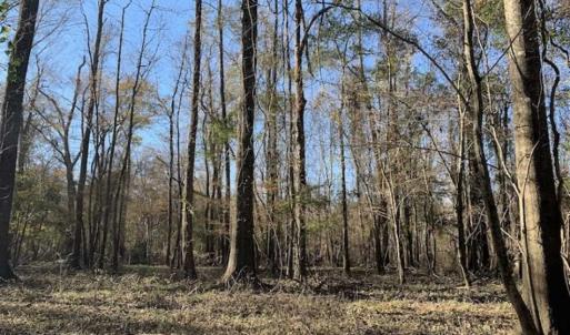 Photo of 36.4 Acres of River Front Hunting and Timber Land For Sale in Craven County NC!