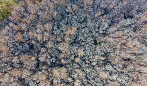 Photo of 36.4 Acres of River Front Hunting and Timber Land For Sale in Craven County NC!