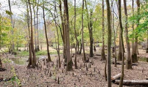 Photo of 34.4 Acres of Hunting and Farm Land For Sale in Craven County NC!