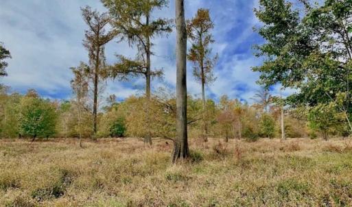 Photo of 34.4 Acres of Hunting and Farm Land For Sale in Craven County NC!