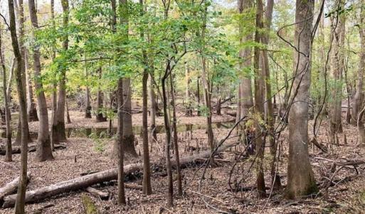 Photo of 34.4 Acres of Hunting and Farm Land For Sale in Craven County NC!
