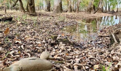 Photo of 34.4 Acres of Hunting and Farm Land For Sale in Craven County NC!