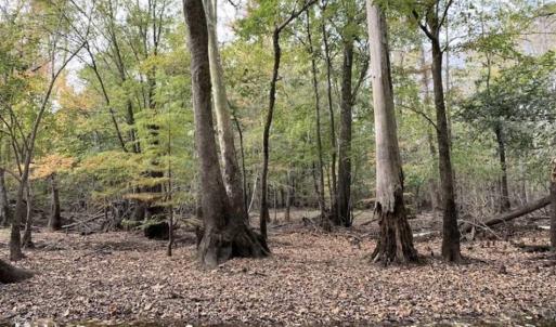 Photo of 34.4 Acres of Hunting and Farm Land For Sale in Craven County NC!