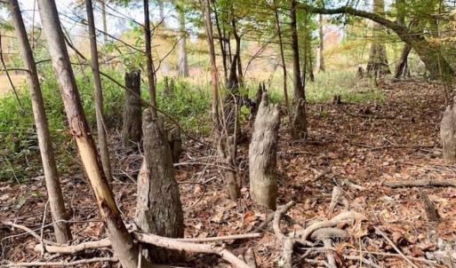 Photo of 34.4 Acres of Hunting and Farm Land For Sale in Craven County NC!