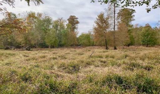 Photo of 34.4 Acres of Hunting and Farm Land For Sale in Craven County NC!