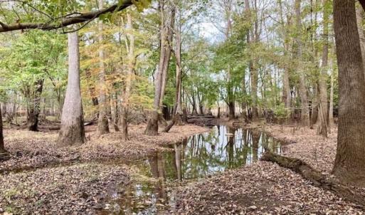 Photo of 34.4 Acres of Hunting and Farm Land For Sale in Craven County NC!