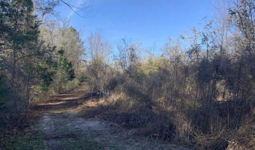 Photo of 19.64 Acres of Tar River Hunting Land For Sale in Edgecombe County NC!