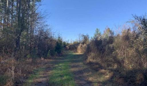 Photo of 19.64 Acres of Tar River Hunting Land For Sale in Edgecombe County NC!