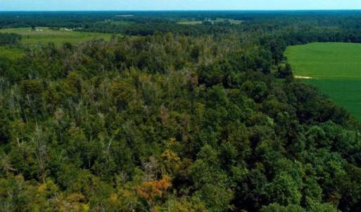 Photo of UNDER CONTRACT!!  35 Acres of Farm and Hunting Land For Sale in Duplin County NC!