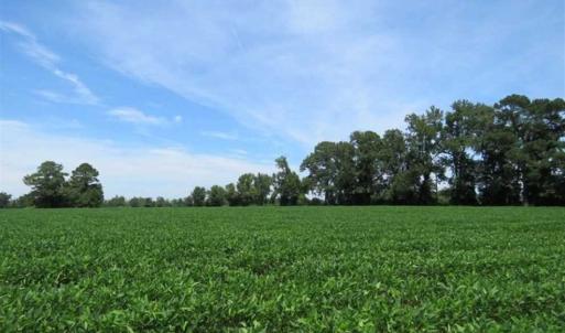 Photo of UNDER CONTRACT!!  35 Acres of Farm and Hunting Land For Sale in Duplin County NC!