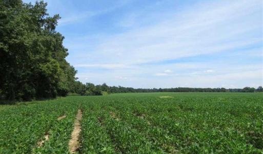 Photo of UNDER CONTRACT!!  35 Acres of Farm and Hunting Land For Sale in Duplin County NC!