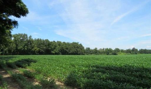 Photo of UNDER CONTRACT!!  35 Acres of Farm and Hunting Land For Sale in Duplin County NC!