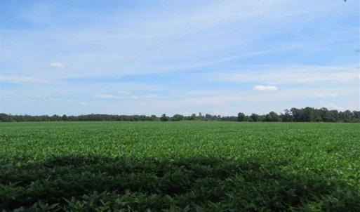 Photo of UNDER CONTRACT!!  35 Acres of Farm and Hunting Land For Sale in Duplin County NC!