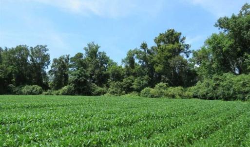 Photo of UNDER CONTRACT!!  35 Acres of Farm and Hunting Land For Sale in Duplin County NC!