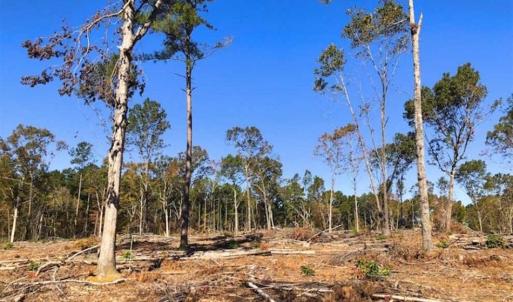 Photo of 23.23 Acres of Residential Land For Sale in Lee County NC!