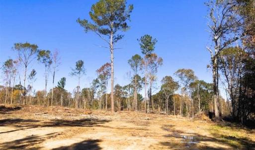 Photo of 23.23 Acres of Residential Land For Sale in Lee County NC!
