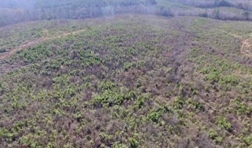 Photo of 114 acres of Recreational and Hunting Land For Sale in Lunenburg County VA!