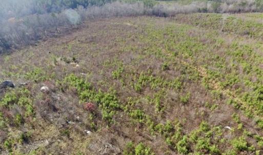 Photo of 114 acres of Recreational and Hunting Land For Sale in Lunenburg County VA!