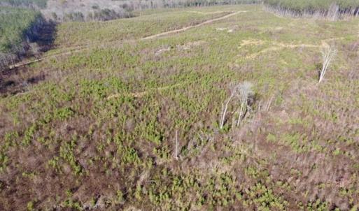 Photo of 114 acres of Recreational and Hunting Land For Sale in Lunenburg County VA!