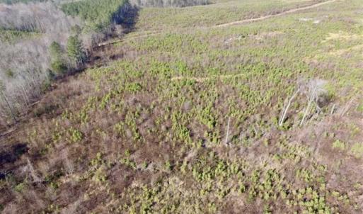 Photo of 114 acres of Recreational and Hunting Land For Sale in Lunenburg County VA!