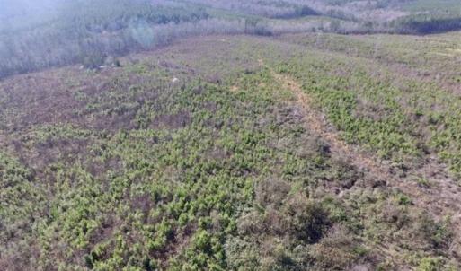Photo of 114 acres of Recreational and Hunting Land For Sale in Lunenburg County VA!