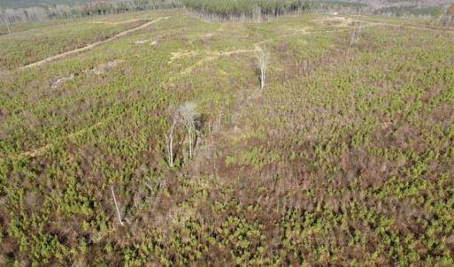 Photo of 114 acres of Recreational and Hunting Land For Sale in Lunenburg County VA!