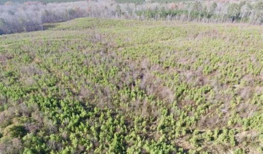 Photo of 114 acres of Recreational and Hunting Land For Sale in Lunenburg County VA!