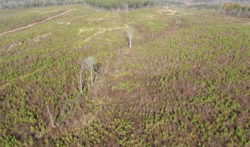 Photo of 114 acres of Recreational and Hunting Land For Sale in Lunenburg County VA!