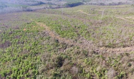 Photo of 114 acres of Recreational and Hunting Land For Sale in Lunenburg County VA!