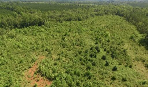 Photo of UNDER CONTRACT!!  49.5 Acres of Recreational and Hunting Land For Sale in Brunswick County VA!